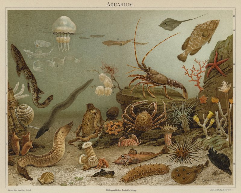 Akwarium (litografia kolorowa) autorstwa European School