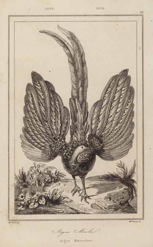 Argus Malel, Argus Maennchen autorstwa European School