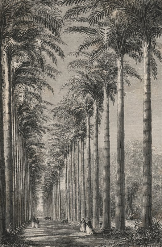 Aleja Palm w Ogrodzie Botanicznym Rio-De-Janeiro (rycina) autorstwa European School