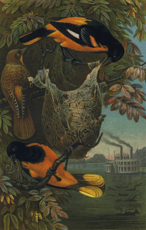Baltimorevogel autorstwa European School