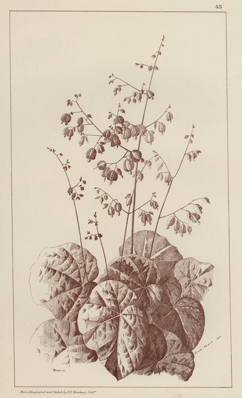 Bigonia (członkowie) autorstwa European School