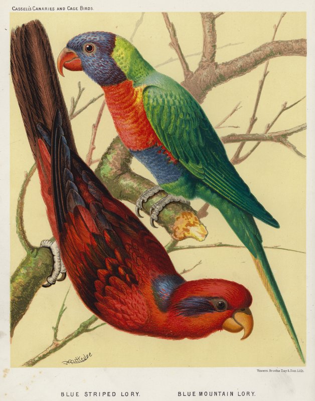 Blue Striped Lory, Blue Mountain Lory (kolorowa litografia) autorstwa European School