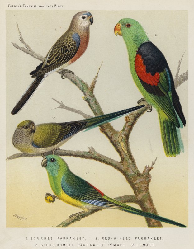 Bourkes Parrakeet, Red-Winged Parrakeet, Blood Rumped Parrakeet, Samiec, Kobieta (kolor lito) autorstwa European School