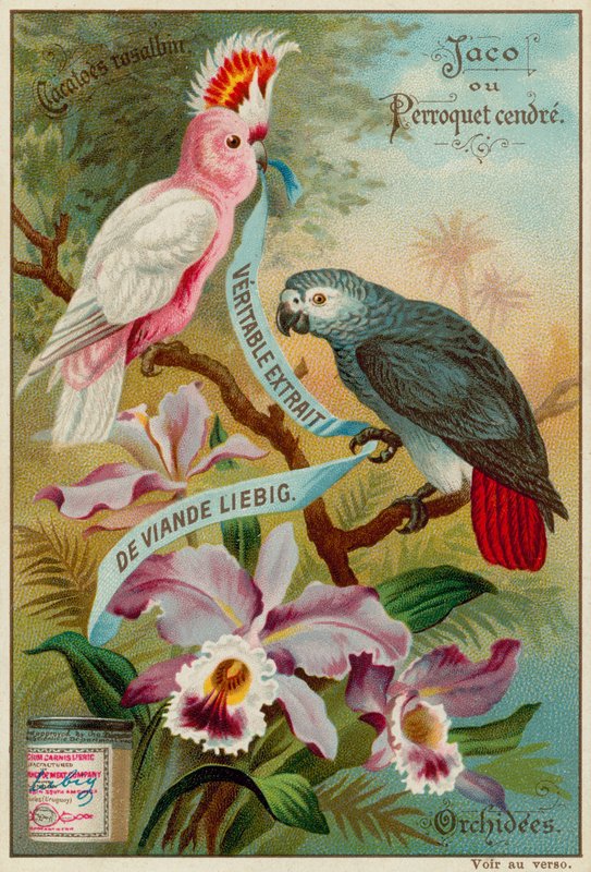 Kakadu Galah, Papuga Jesionowa i Storczyki autorstwa European School