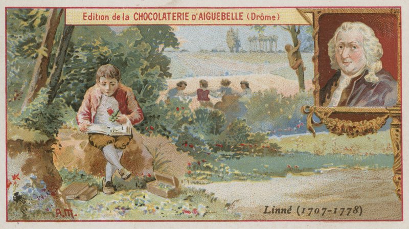 Carl Linnaeus, szwedzki botanik i zoolog autorstwa European School