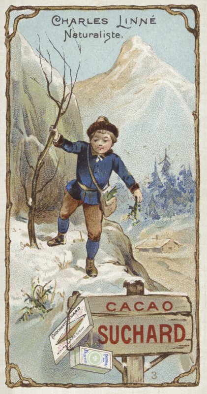 Carl Linnaeus, szwedzki botanik i zoolog, jako dziecko autorstwa European School