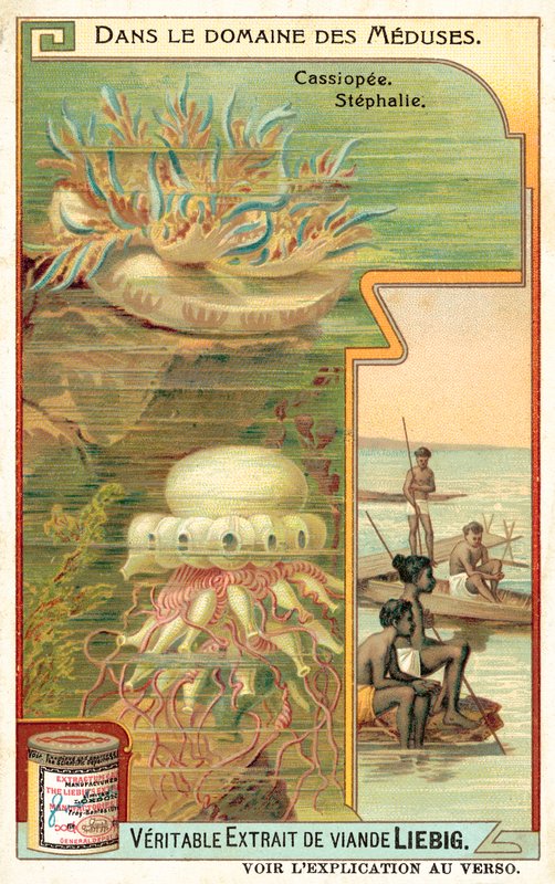 Cassiopeia i Stephalia (chromolitho) autorstwa European School