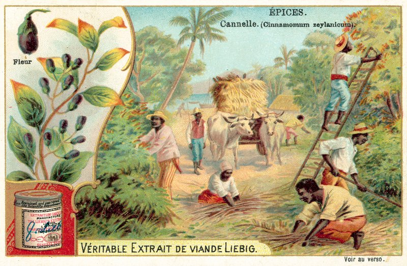 Cynamon (chromolitho) autorstwa European School