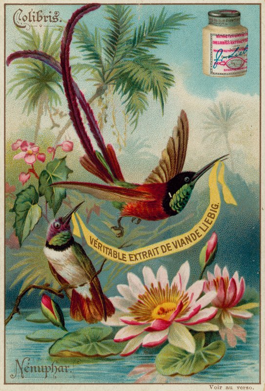 Colibris i Nenufar autorstwa European School