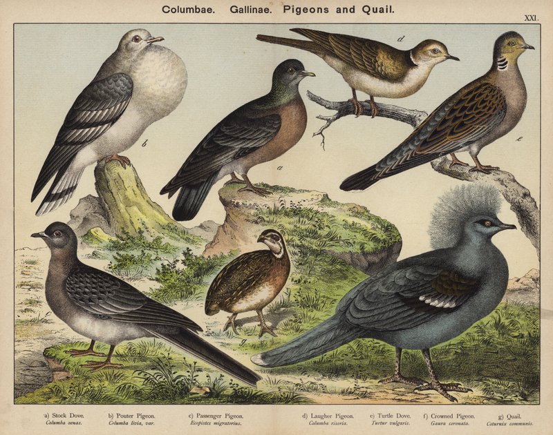 Columbae, Gallinae, Gołębie i przepiórki (kolorowa litografia) autorstwa European School