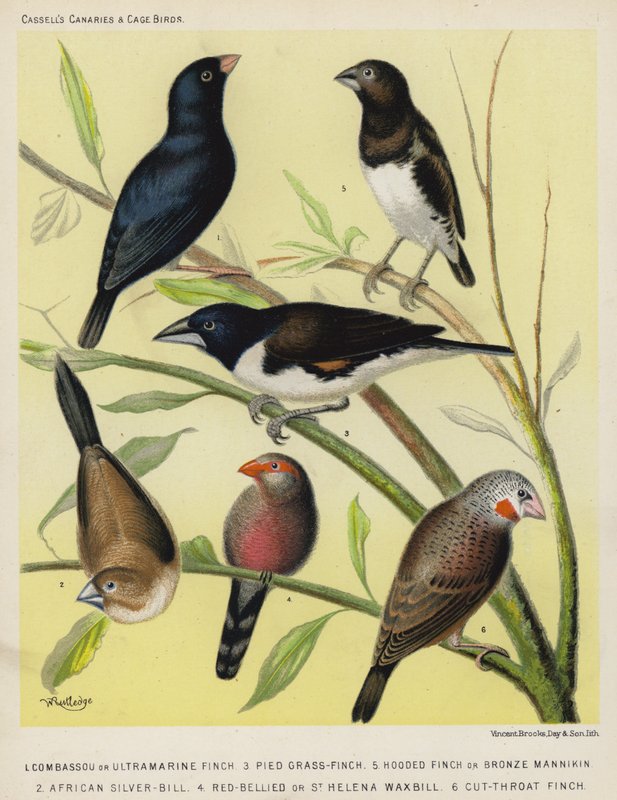 Zięba Combassou lub Ultramarine, Zięba Pied Grass-Finch, Zięba Hooded lub Bronze Mannikin, African Silver-Bill, Red-Bellied lub St Helena Waxbill, Zięba Cut-Throat (kolorowa litografia) autorstwa European School