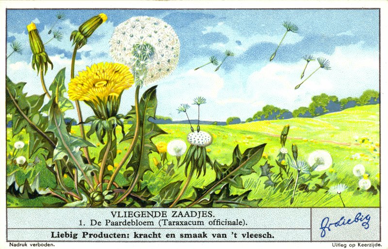 Mniszek lekarski (Taraxacum officinale) (chromolitho) autorstwa European School