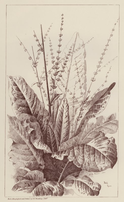 Dock, Rumex (litho) autorstwa European School