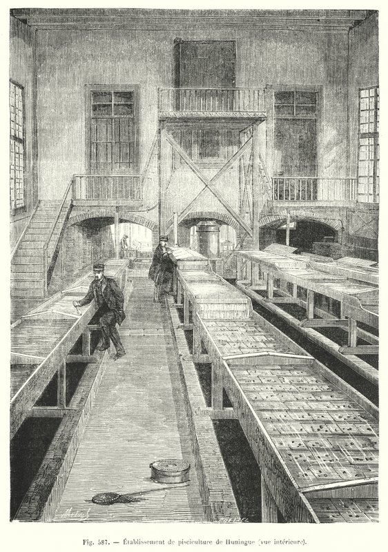 Hodowla ryb Huningue, widok wnętrza. (rytownictwo) autorstwa European School