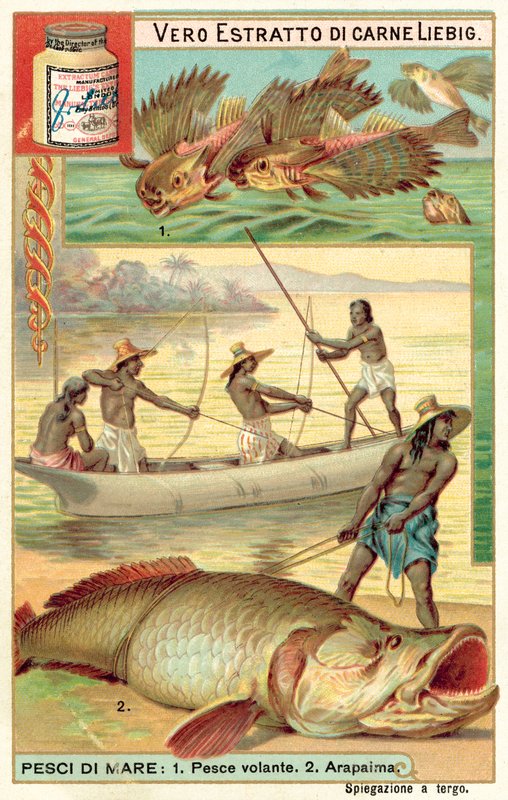 Latająca ryba i arapaima (chromolitho) autorstwa European School