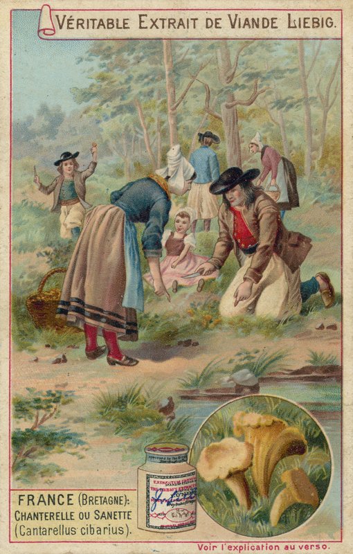 Francja (Bretania): kurki (Cantarellus cibarius) autorstwa European School