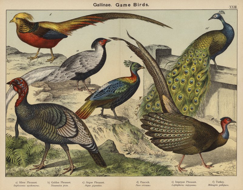 Gallinae, ptaki łowne (kolorowa litografia) autorstwa European School