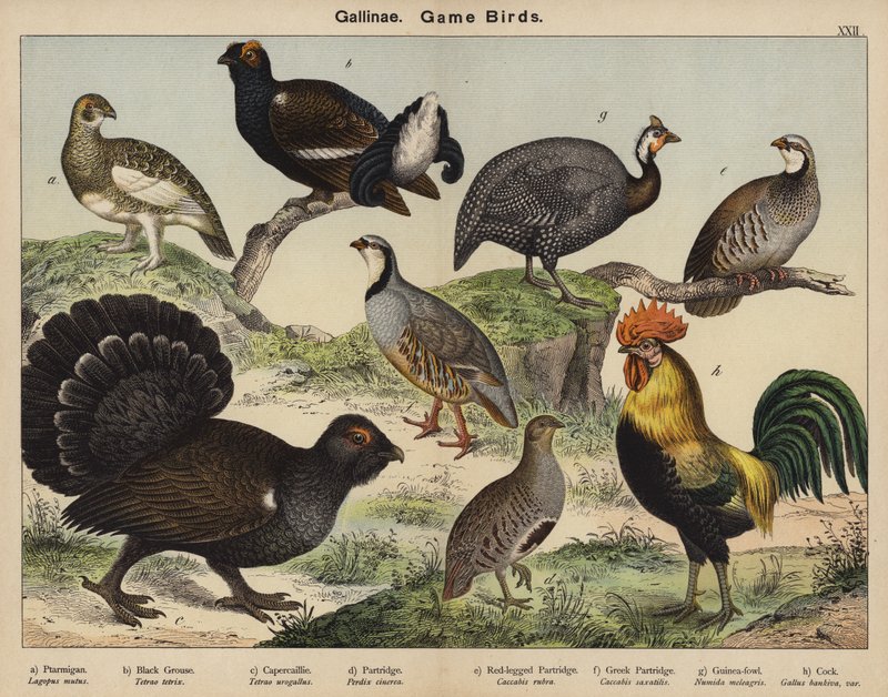Gallinae, ptaki łowne autorstwa European School