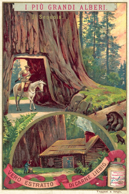 Olbrzymia sekwoja (chromolitho) autorstwa European School