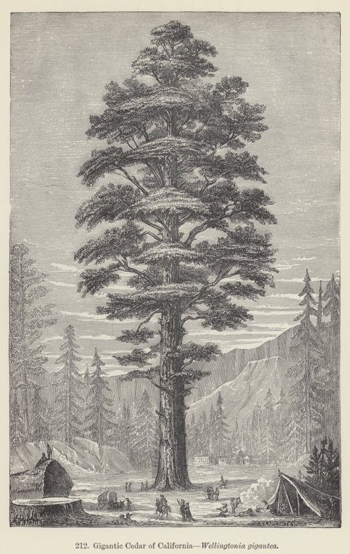 Gigantyczny Cedr Kalifornijski, Wellingtonia gigantea (grawerowanie) autorstwa European School