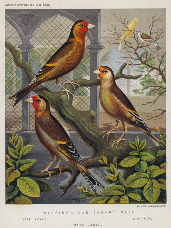 Goldfinch i Canary Mule, Dark Mealy, Cinnamon, Dark Jonque (kolorowa litografia) autorstwa European School
