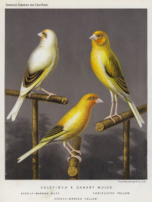 Goldfinch i Canary Mules, Evenly-Marked Buff, Variecated Yellow, Evenly-Marked Yellow (kolor litograficzny) autorstwa European School