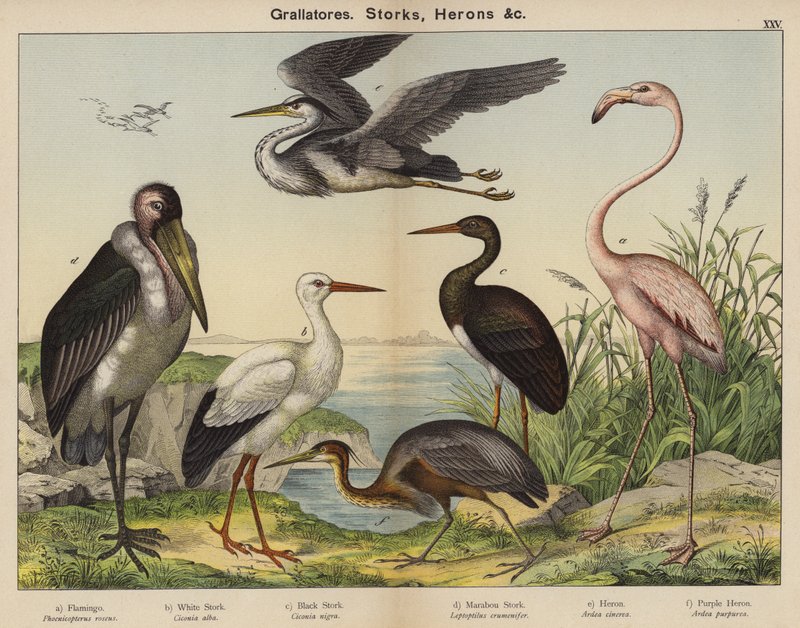 Grallatores, bociany, czaple (kolorowa litografia) autorstwa European School