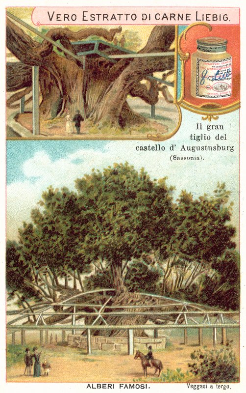 Wielka lipa na terenie Zamku Myśliwskiego Augustusburg, Saksonia, Niemcy (chromolitho) autorstwa European School