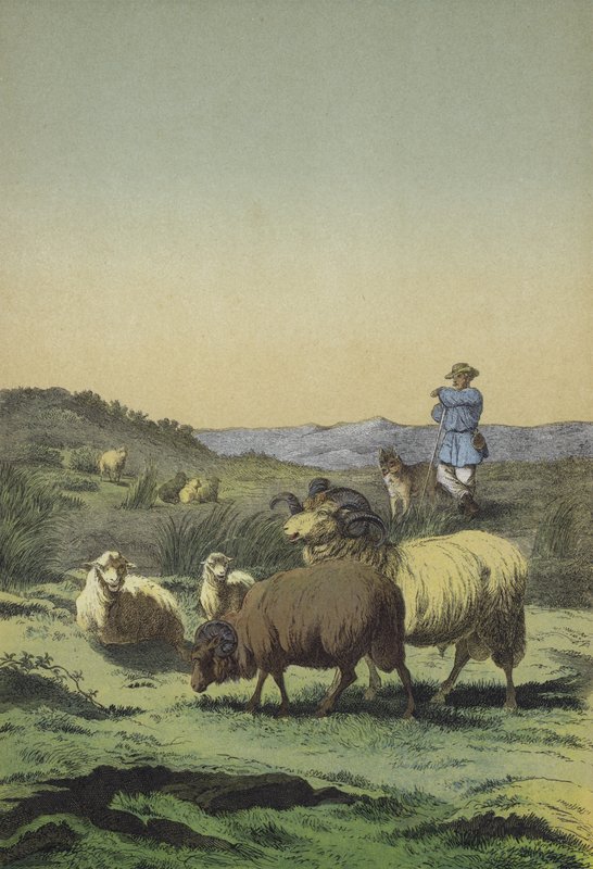 Wrzosowiska Europy Środkowej: owczarek i owczarek z owcami Moorland i Merino (kolor lito) autorstwa European School