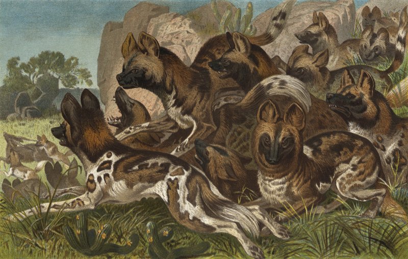 Hianenhund autorstwa European School