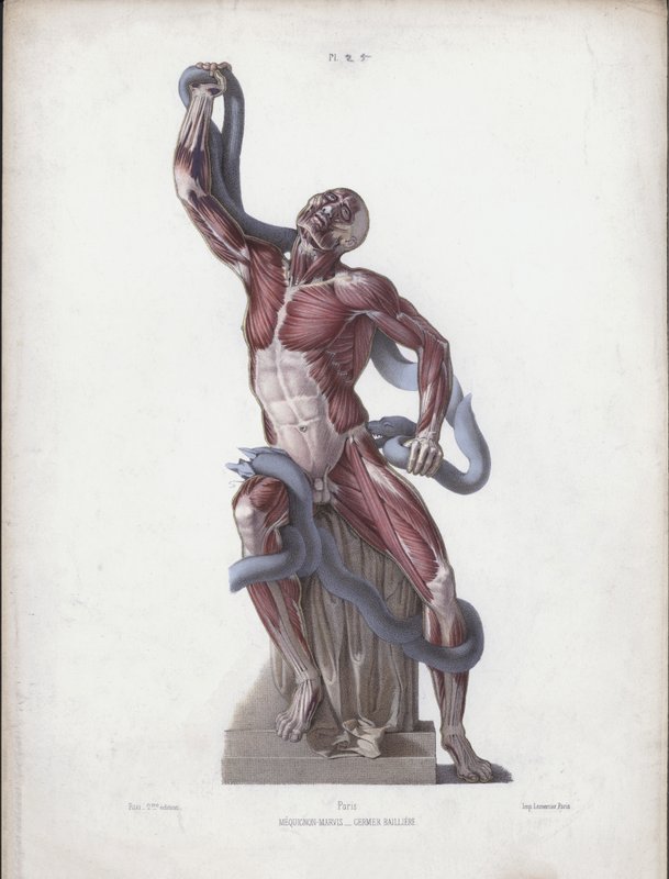 Ilustracja do Anatomii zewnętrznych form człowieka: Laokoon (kolor lito) autorstwa European School