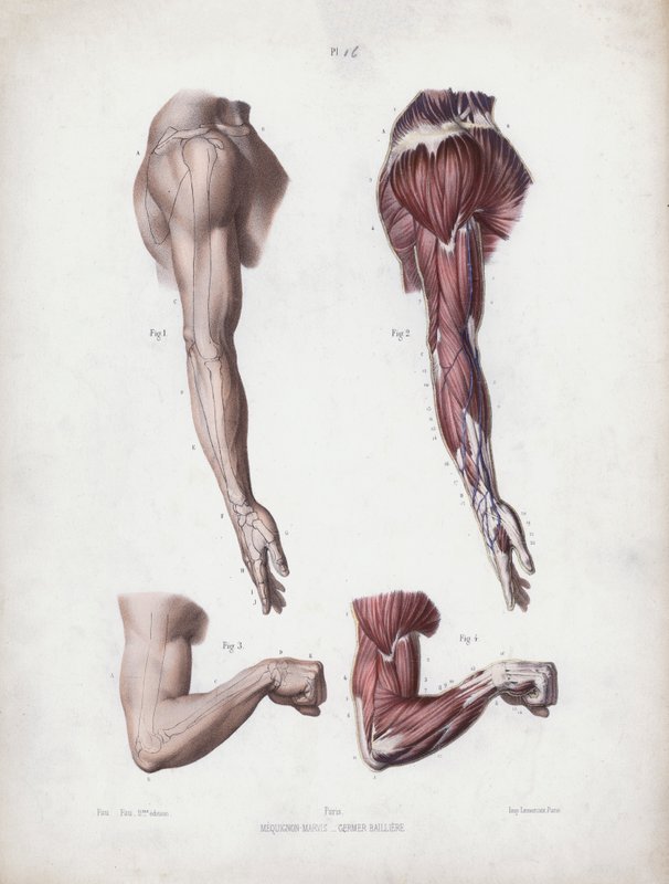Ilustracja do Anatomii zewnętrznych form człowieka: męskie ramię i dłonie (kolor lito) autorstwa European School