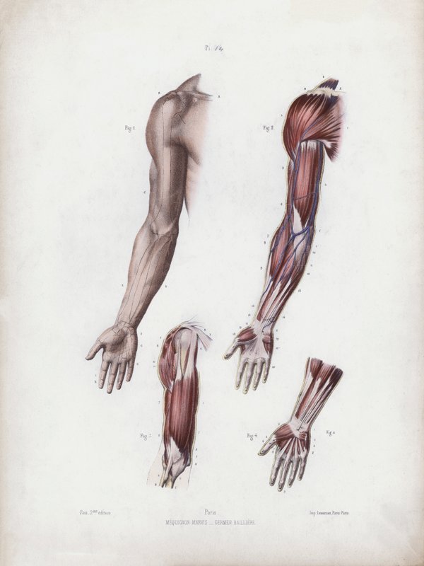 Ilustracja do Anatomii zewnętrznych form człowieka: męskie ramię i dłonie (kolor lito) autorstwa European School
