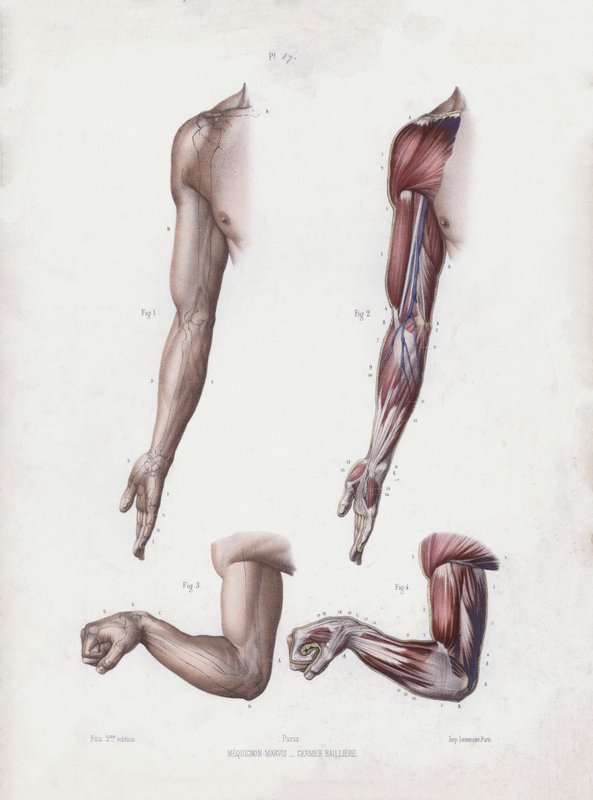 Ilustracja do Anatomii zewnętrznych form człowieka: męskie ramię i dłonie (kolor lito) autorstwa European School
