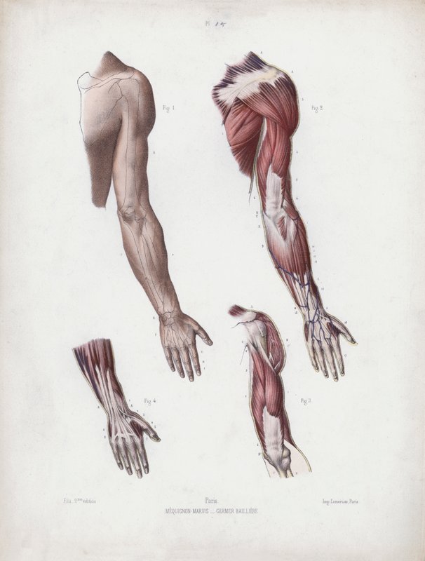 Ilustracja do anatomii zewnętrznych form człowieka: męskie ramię i dłonie autorstwa European School