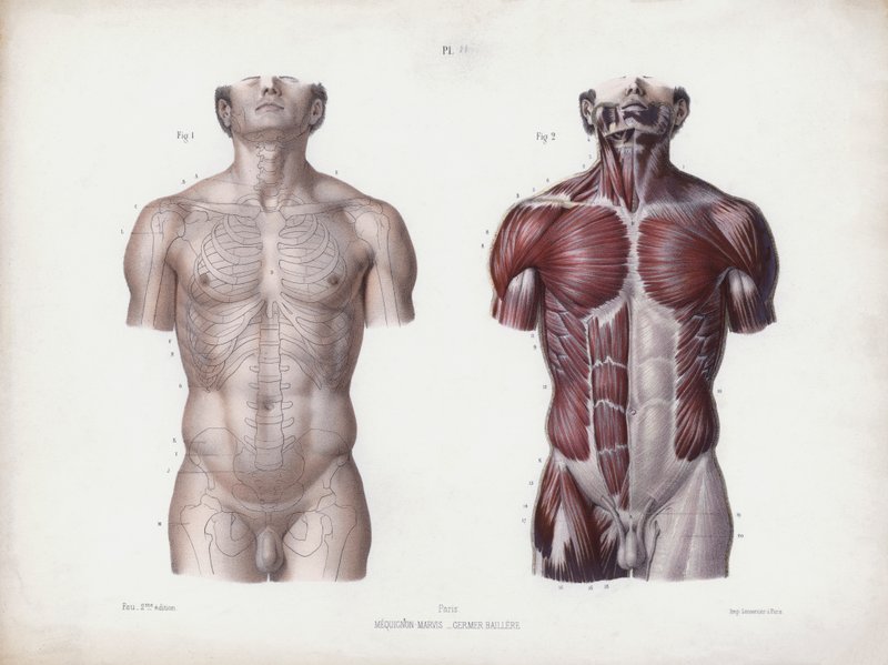 Ilustracja do Anatomii zewnętrznych form człowieka: męski tors, widok z przodu (kolor lito) autorstwa European School