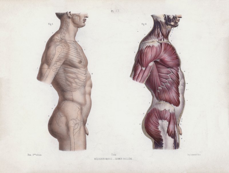 Ilustracja do Anatomii zewnętrznych form człowieka: Męski tors, widok z boku (kolorowa litografia) autorstwa European School