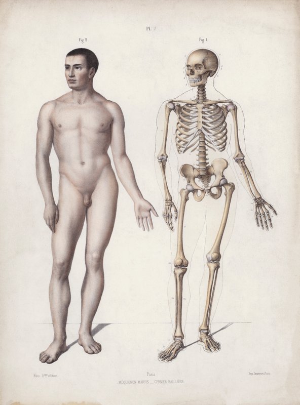Ilustracja do Anatomii zewnętrznych form człowieka: Człowiek stojący (kolor lito) autorstwa European School