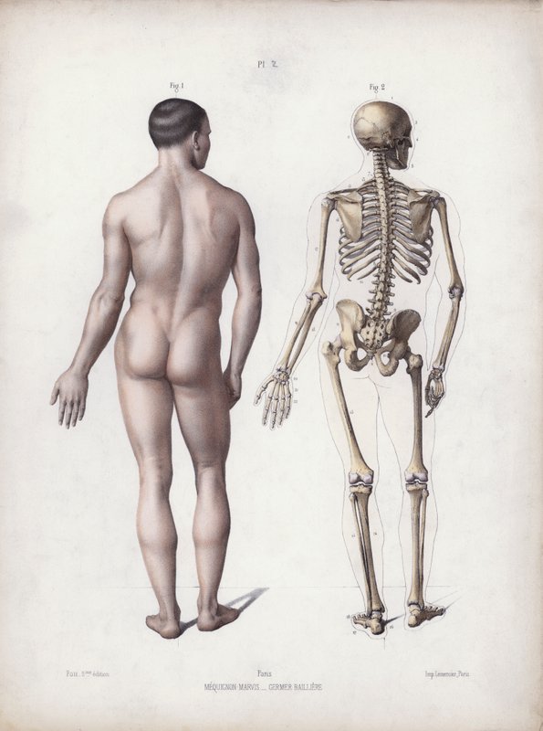 Ilustracja do anatomii zewnętrznych form człowieka: stojący mężczyzna, widok z tyłu (kolor lito) autorstwa European School