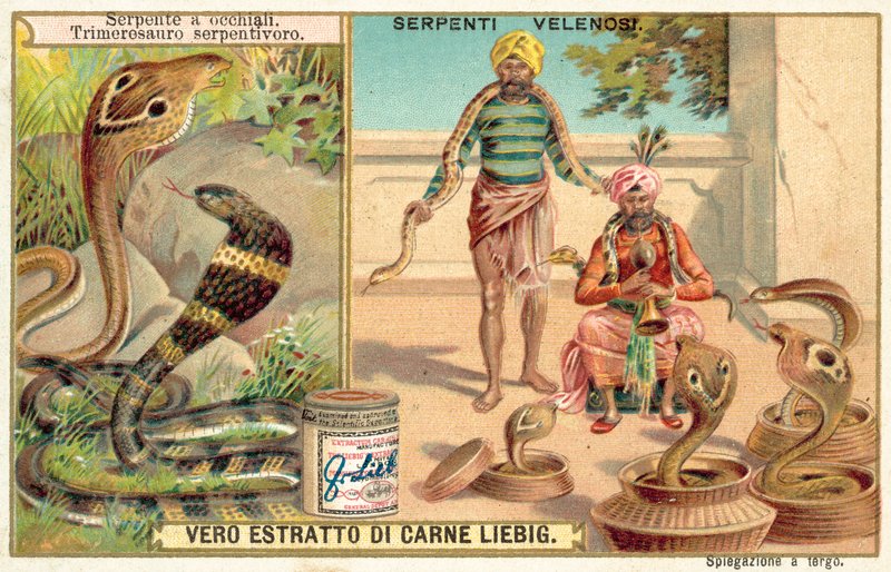 Kobra indyjska i żmija pestkowa (chromolitho) autorstwa European School
