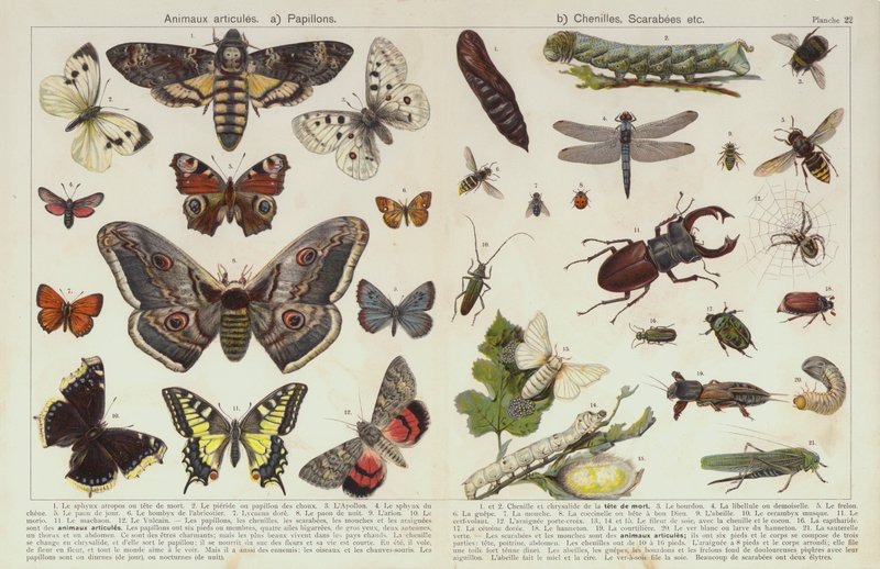 Owady i inne bezkręgowce (chromolitho) autorstwa European School