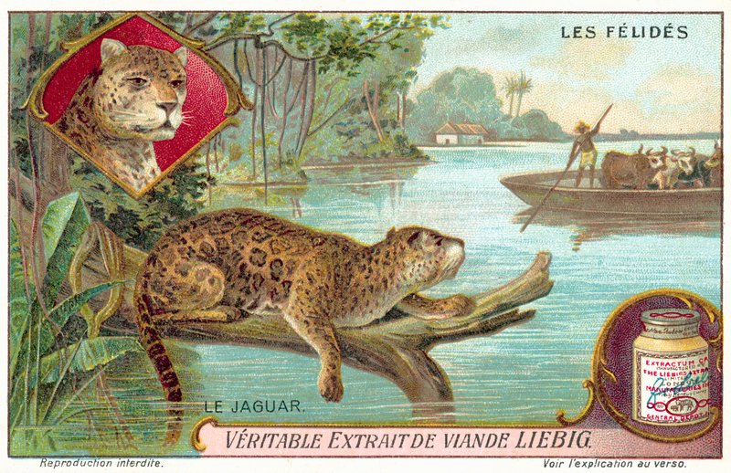Jaguar (chromolitho) autorstwa European School