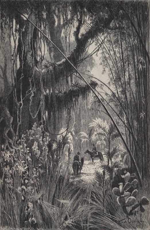 Dżungla w Kordylierach Salta, północno-zachodnia Argentyna (litho) autorstwa European School