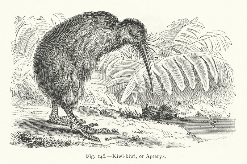 Kiwi-kiwi lub Apteryx (grawerowanie) autorstwa European School