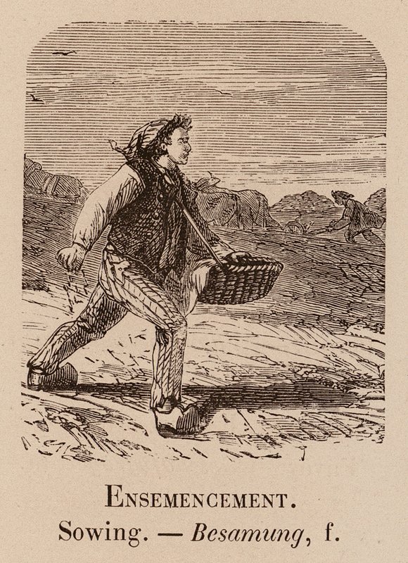 Słownik ilustracyjny: Siew; Siew; Besamung (grawerowanie) autorstwa European School