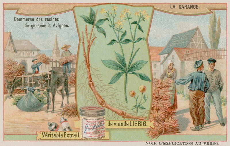 Madder lub Rubia i sprzedaż korzenia autorstwa European School