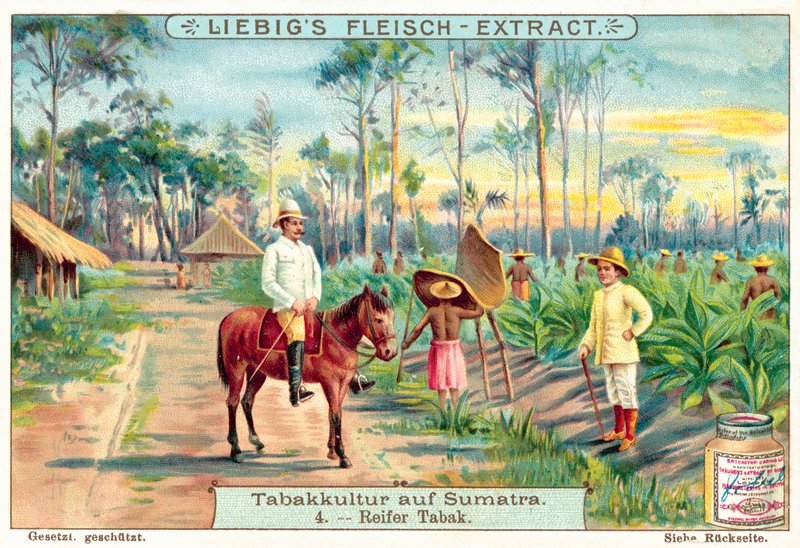 Dojrzałe rośliny tytoniu (chromolitho) autorstwa European School