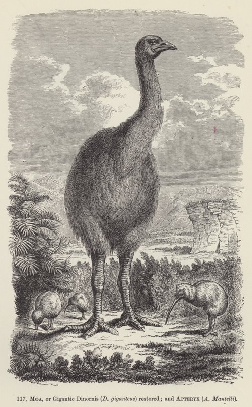 Odrestaurowany Moa, czyli Gigantyczny Dinornis (D giganteus); i Apteryx, A Mantelli (rycina) autorstwa European School