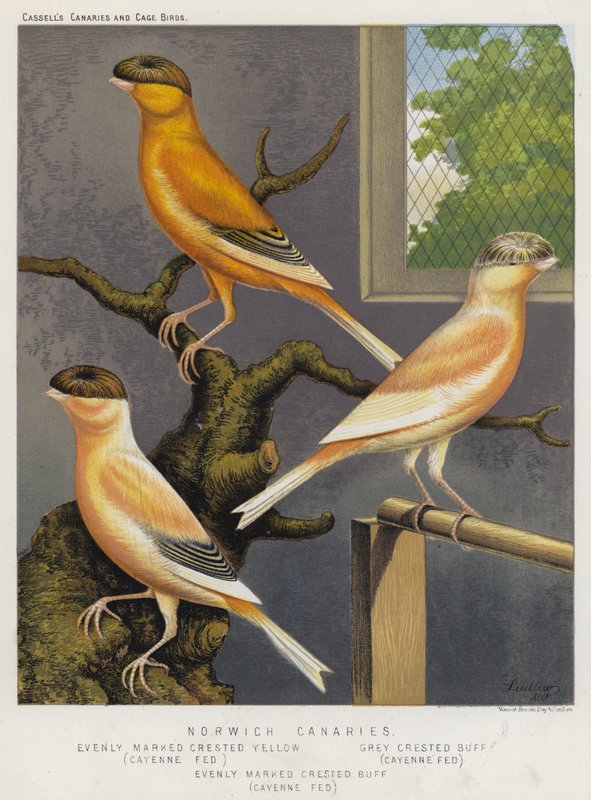 Norwich Canaries, równomiernie oznaczony grzywacz żółty, Cayenne karmiony, szary czubaty buff, Cayenne karmiony, równomiernie oznaczony grzywacz buff, Cayenne karmiony (kolor lito) autorstwa European School