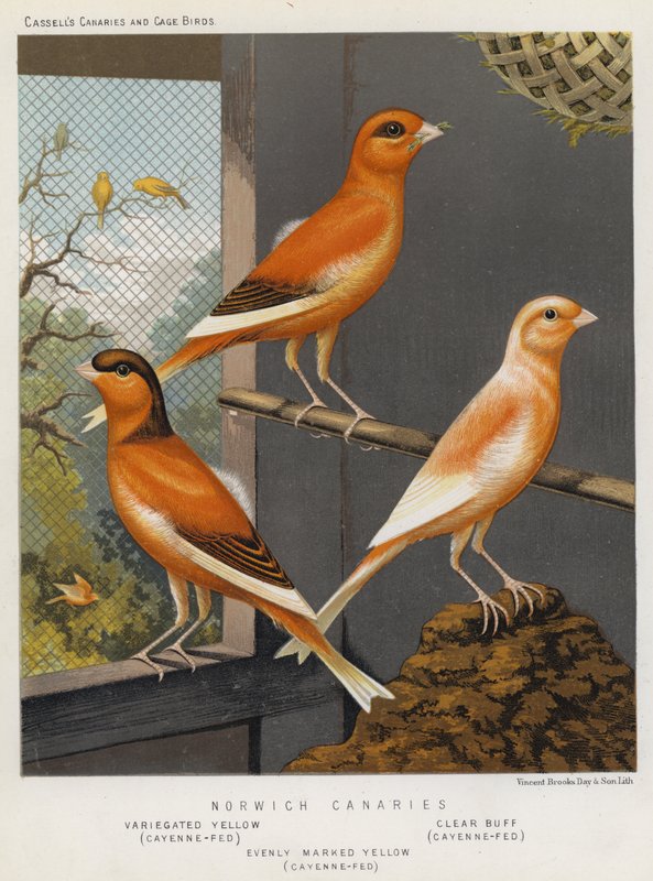 Norwich Canaries, Variegated Yellow, Cayenne-Fed, Clear Buff, Cayenne-Fed, równomiernie zaznaczony żółty, Cayenne-Fed (kolor litho) autorstwa European School